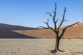 Picture of a dead tree in the Deadvlei salt pan in the Namib Desert in front of red sand dunes in the morning light Royalty Free Stock Photo