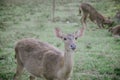 A picture of deer in a farm.