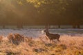 A deer in the morning mist. Royalty Free Stock Photo