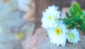 Delicate chrysanthemum flowers in the morning fog light