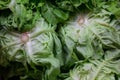 Delicious and nutritive lettuces in a food market