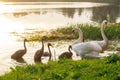 Delightful swan family of two white birds and bunch of small babies standing on shore near lake that reflecting sunset. Royalty Free Stock Photo
