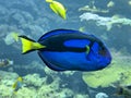 colored fish blue surgeon paracanthurus hepatus