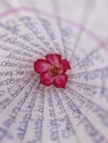 Picture of desert rose at centre of written paper.