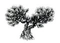 Ink pine tree. Coniferous tree. Bonsai in oriental style.