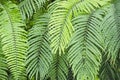 Beautiful green pattern of wild fern leaves Royalty Free Stock Photo