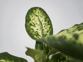 Picture of detail indoor plants.