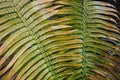 Beautiful color and pattern of cycad leaves Royalty Free Stock Photo