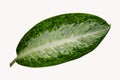 Wonderful top skin of aglaonema plant