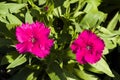 Picture, dianthus flower fuchsia,colourful beautiful in garden