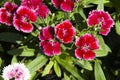 Picture, dianthus flower Red White,colourful beautiful in garden Royalty Free Stock Photo