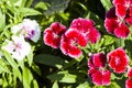 Picture, dianthus flower Red White,colourful beautiful in garden Royalty Free Stock Photo