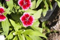 Picture, dianthus flower Red White,colourful beautiful in garden Royalty Free Stock Photo