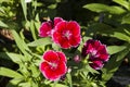 Picture, dianthus flower Red White,colourful beautiful in garden Royalty Free Stock Photo