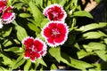 Picture, dianthus flower Red White,colourful beautiful in garden Royalty Free Stock Photo