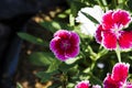 Picture, dianthus flower Red White,colourful beautiful in garden Royalty Free Stock Photo