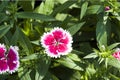 Picture, dianthus flower Red White,colourful beautiful in garden Royalty Free Stock Photo