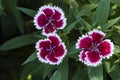 Picture, dianthus flower Red White,colourful beautiful in garden Royalty Free Stock Photo