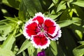 Picture, dianthus flower Red White,colourful beautiful in garden Royalty Free Stock Photo