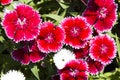 Picture, dianthus flower Red White,colourful beautiful in garden Royalty Free Stock Photo