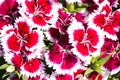 Picture, dianthus flower Red White,colourful beautiful in garden Royalty Free Stock Photo