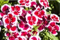 Picture, dianthus flower Red White,colourful beautiful in garden Royalty Free Stock Photo