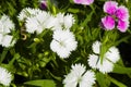 Picture, dianthus flower white,colourful beautiful in garden Royalty Free Stock Photo