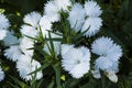 Picture, dianthus flower white,colourful beautiful in garden Royalty Free Stock Photo