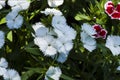 Picture, dianthus flower white,colourful beautiful in garden Royalty Free Stock Photo