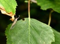 Insect Dichrostigma flavipes with transparent wings.