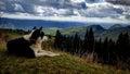 Dog admiring the view