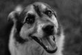 Picture of a dog in black and white