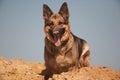 German shepherd on the beach, dog against the blue sky