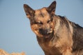 German shepherd on the beach, dog against the blue sky