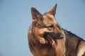 German shepherd on the beach, dog against the blue sky