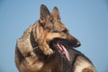 German shepherd on the beach, dog against the blue sky