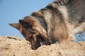 German shepherd on the beach, dog against the blue sky