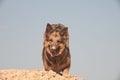 German shepherd on the beach, dog against the blue sky