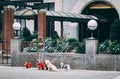 Dogs waiting to be walked in New York City