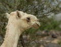 A Camel`s Portrait with Trees, Mountains and Rocks Blurred in Background