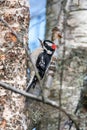 A picture of Downy Woodpecker  hanging on the tree. Royalty Free Stock Photo