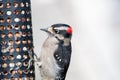 A picture of Downy Woodpecker perching on the feeder.