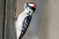 A picture of Downy Woodpecker perching on the feeder.