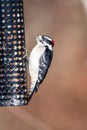 A picture of Downy Woodpecker perching on the feeder.