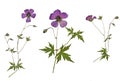 Picture of dried flowers Geranium psilostemon Armenian cranesbill in several variants Royalty Free Stock Photo