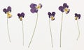 Picture of dried flowers in several variants Royalty Free Stock Photo