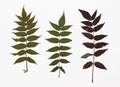Picture of dried leaves False spiraea in several variants