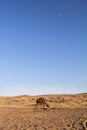 Arabian camel, also known as dromedary, drinking water in the Maranjab desert at dusk, with the moon visible.