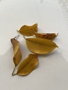 Picture of the dry yellow leaves Royalty Free Stock Photo