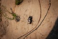 Selective blur on a black dung beetle walking on the mud in titelski breg. Part of the Scarabaeidae family, it\'s a family of